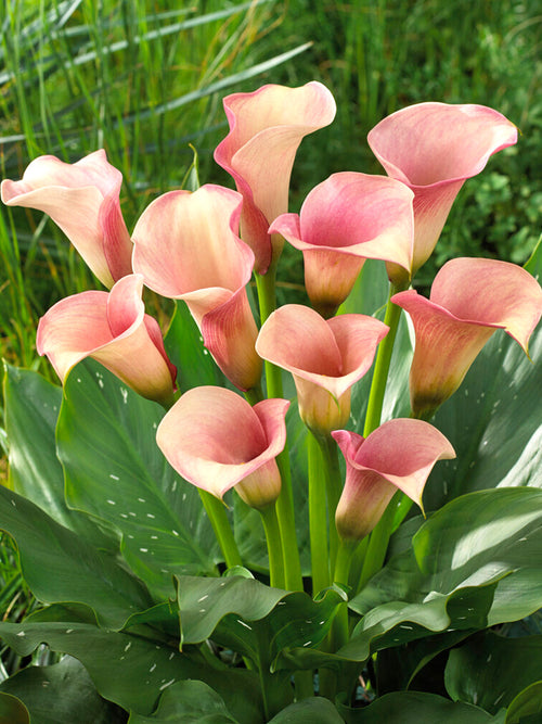 Calla Zwiebeln Lilie Captain Rosette kaufen