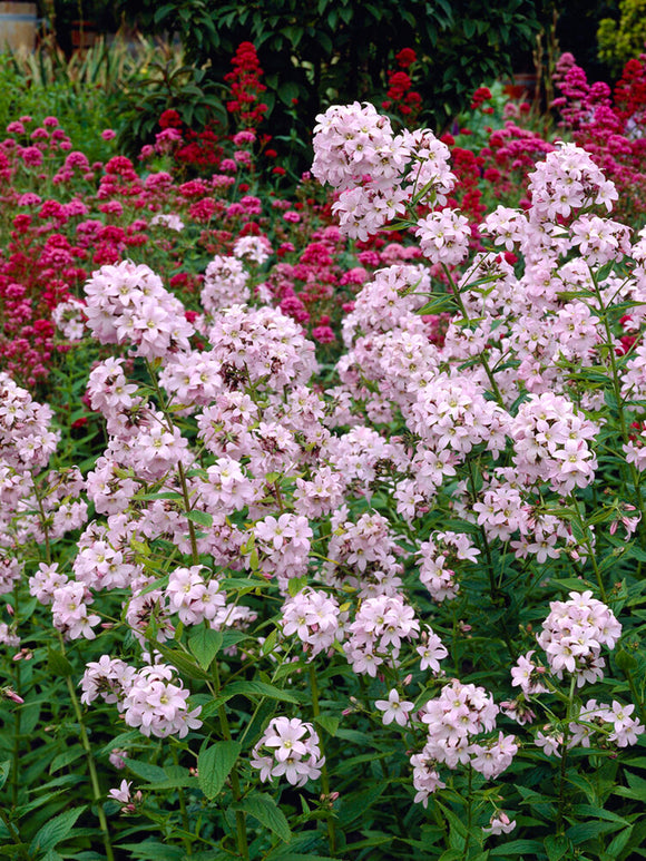 Campanula lactiflora Loddon Anne – Dolden-Glockenblume