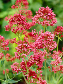 Centranthus Coccineus (Spornblume)