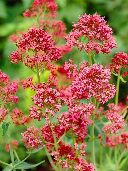 Centranthus Coccineus Spornblume