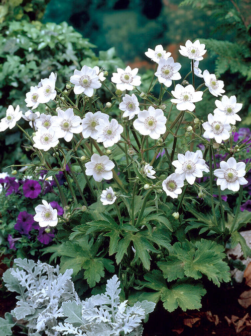 Chinesisches Sommer-WindröschenAnemone leveillei