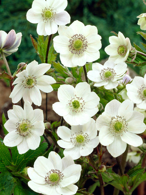 Chinesisches Sommer-Windröschen Anemone leveillei kaufen