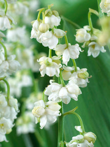 Maiglöckchen (Convallaria majalis) Prolificans