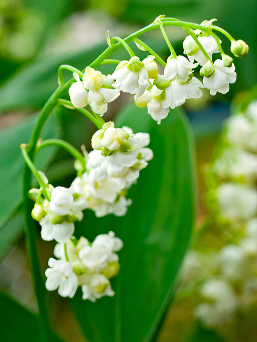 Convallaria majalis Prolificans (Maiglöckchen) bestellen