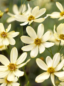 Coreopsis Moonbeam (Mädchenaugen)