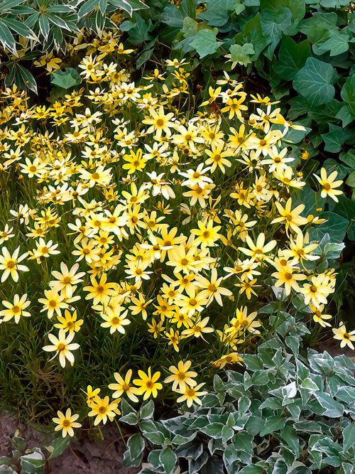 Coreopsis Moonbeam (Madchenaugen) kaufen