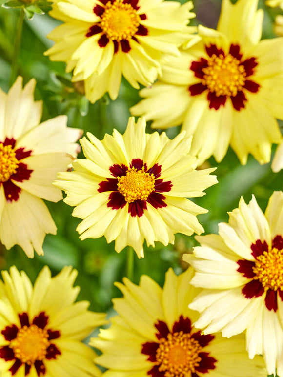 Coreopsis Solar Moon (Mädchenaugen)