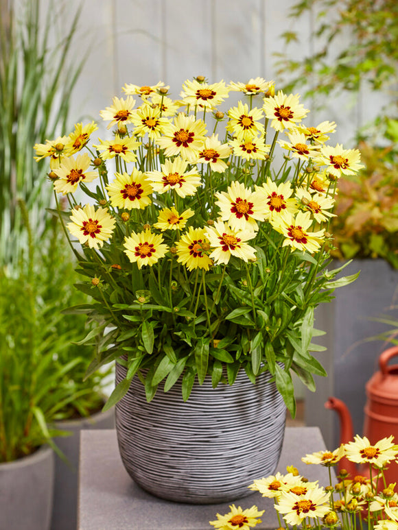 Coreopsis Solar Moon (Madchenaugen) Stauden