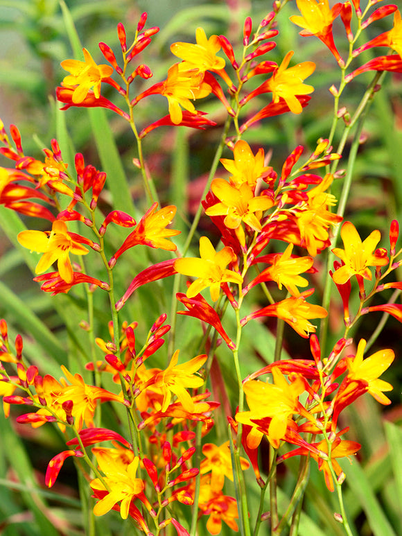 Crocosmia Harlequin