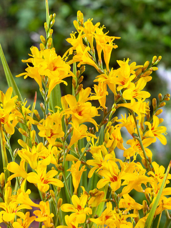 Crocosmia Hot Spot