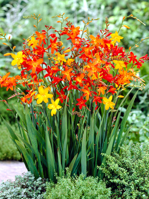 Crocosmia Mixed Colours 