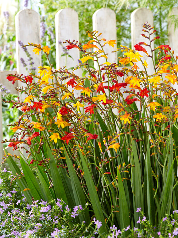 Crocosmia Mixed Colours Bulbs