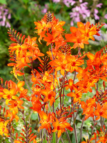 Montbretien Peach Melba (Crocosmia)