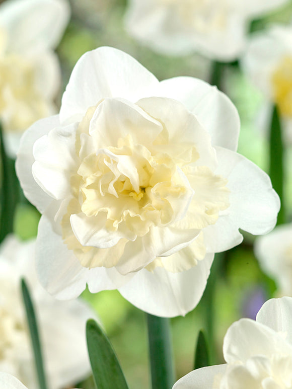 Kaufen Sie Narzisse Easter Born Blumenzwiebeln