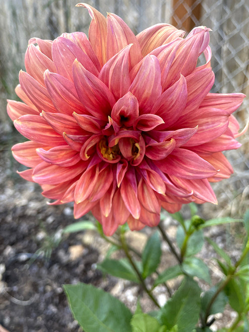 Dahlia Tubers Belle of Barmera