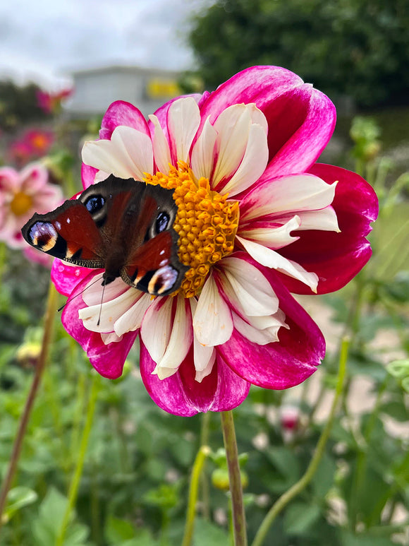 Dahlienknollen kaufen Bumble Rumble