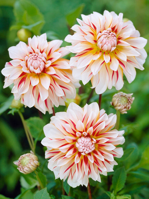 Caribbean Fantasy Dahlia Tubers