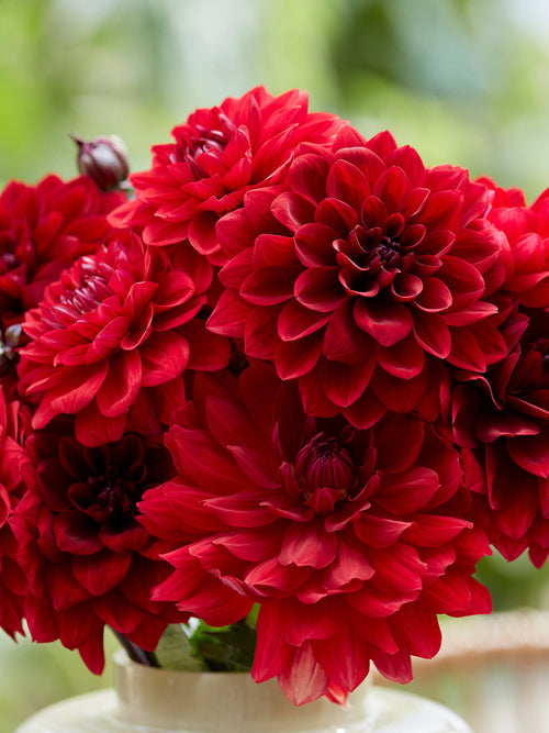 Dahlia Crimson Velvet Collection dahlienknollen kaufen