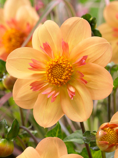 Dahlia Kelsey Annie Joy Dahlias