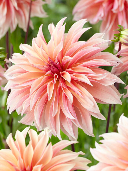 Dahlia Labyrinth Dahlias