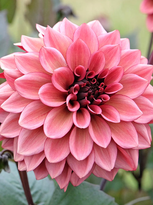 Dahlia Night Silence 