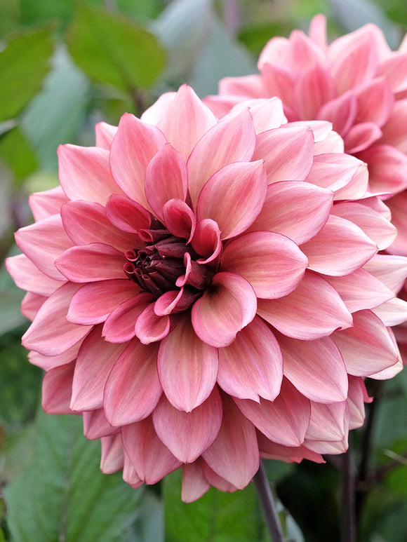 Sophisticated Dahlia Night Silence