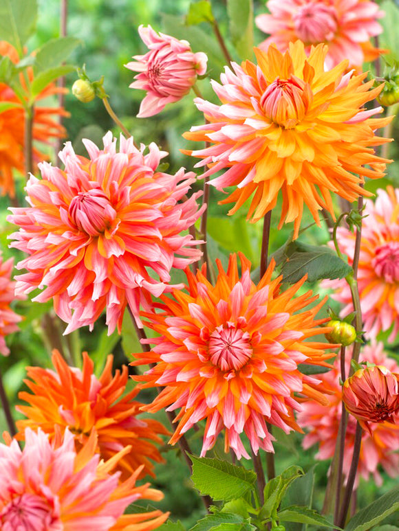 Dahlia Orange Turmoil flowers