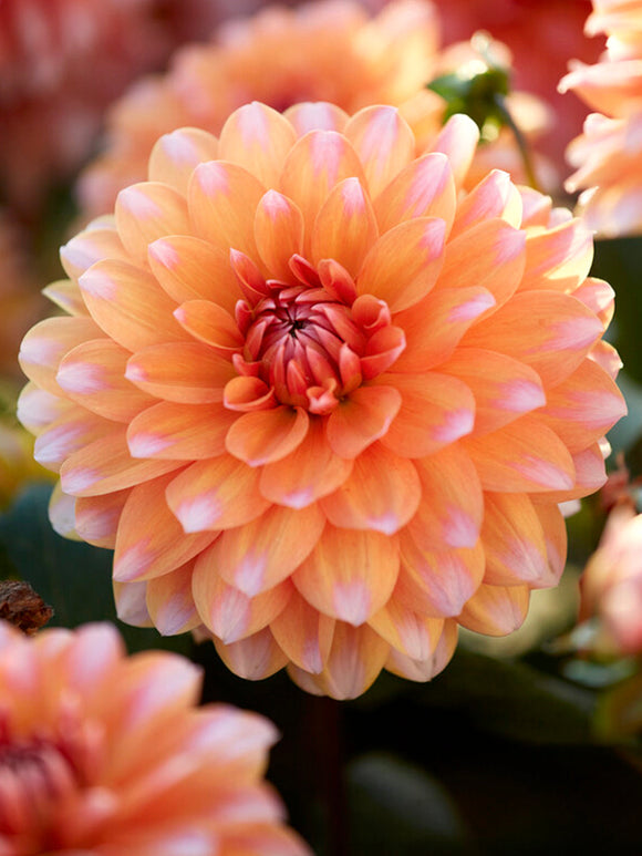 Dahlia Peaches and Vanilla flower