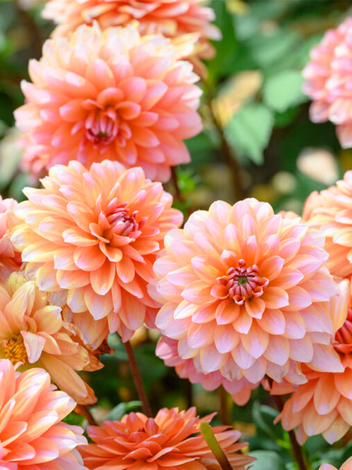 Dahlia Peaches and Vanilla a Garden Delight