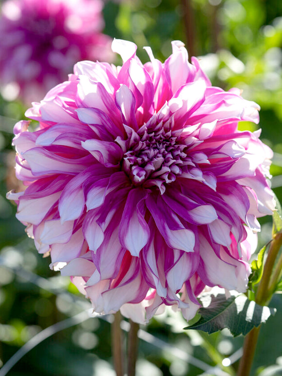 Dahlia Radegast close up