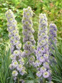 Rittersporn Highlander Crystal Delight (Delphinium)