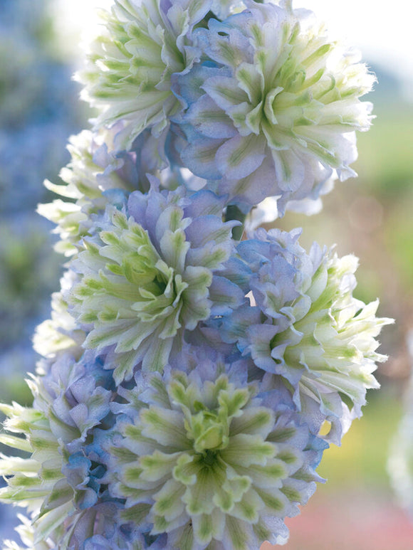 Delphinium Highlander Crystal Delight