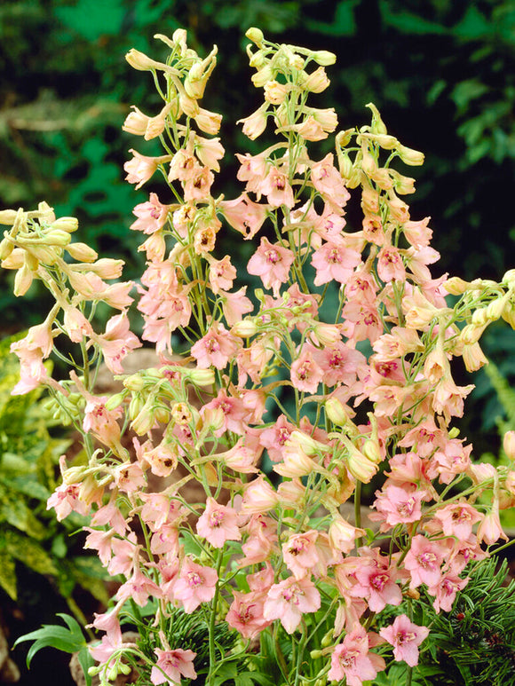 Delphinium Pink Sensation