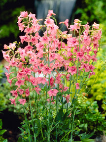 Rittersporn Pink Sensation (Delphinium)