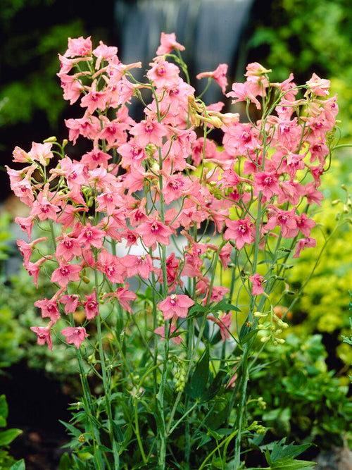 Buy Delphinium Pink Sensation Bare Roots