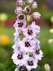 Rittersporn Sky Sensation (Delphinium)