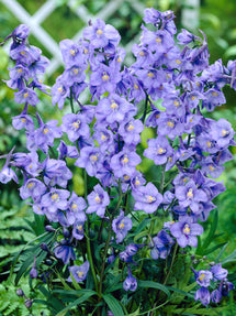 Rittersporn West End Blue (Delphinium)