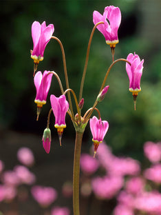 Götterblume Queen Victoria (Dodecatheon)