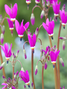 Götterblume Star Red Wings (Dodecatheon)