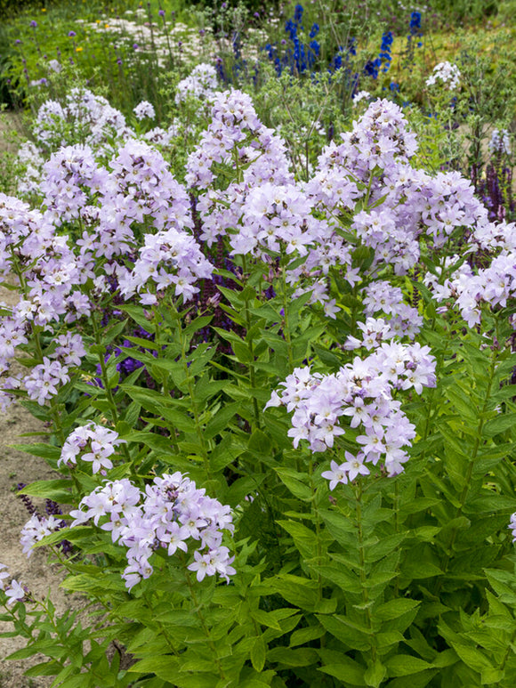 Dolden Glockenblume Loddon Anne Stauden