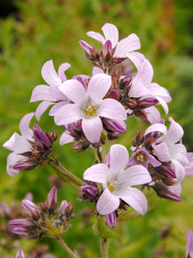 Dolden-Glockenblume (Campanula) Loddon Anna