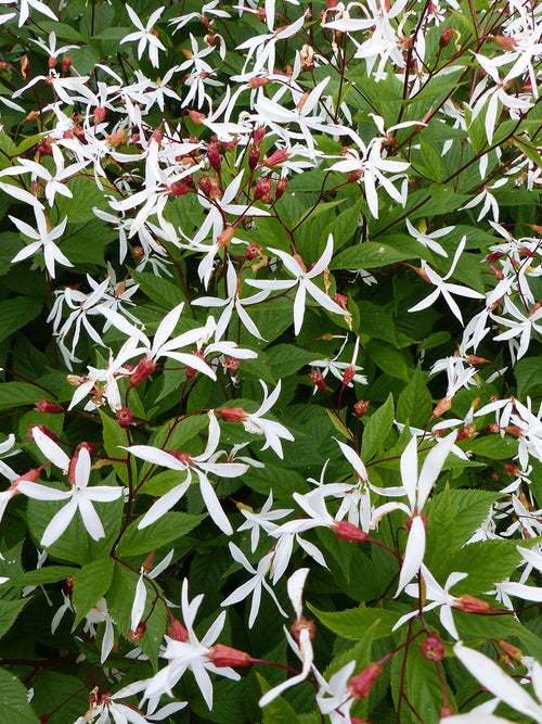 Dreiblattspiere trifoliata - Gillenia trifoliata bestellen