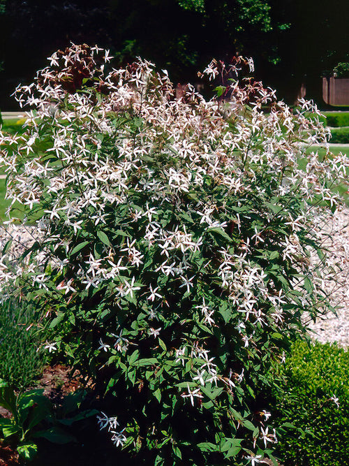 Dreiblattspiere trifoliata - Gillenia trifoliata günstig kaufen