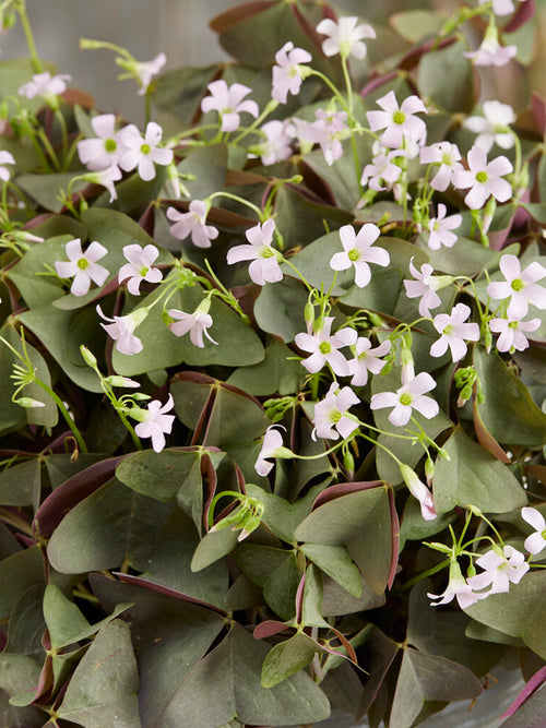 Dreieckiger Sauerklee Oxalis triangularis Sanne