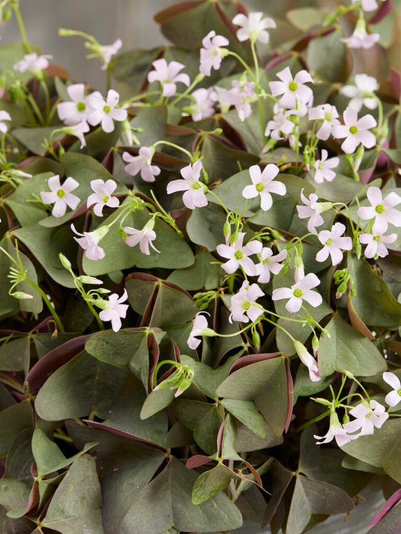 Dreieckiger Sauerklee Oxalis triangularis Sanne