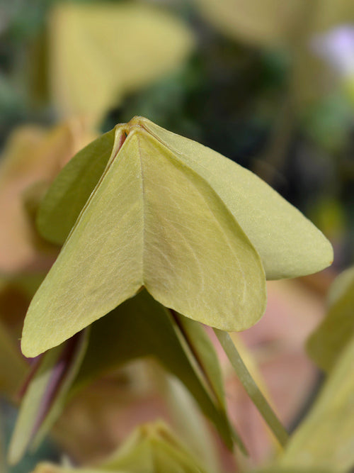 Dreieckiger Sauerklee Oxalis triangularis Sanne bestellen