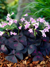 Oxalis Triangularis Sunny (Sauerklee)