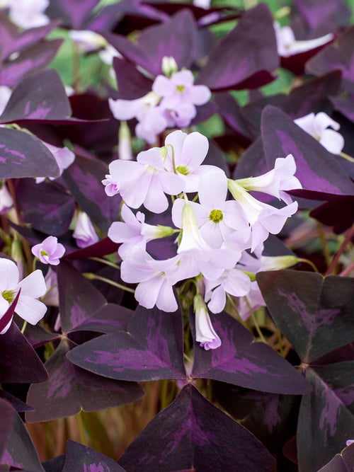 Dreieckiger Sauerklee Oxalis triangularis 'Sunny' kaufen