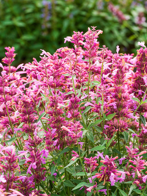 Duftnessel (Agastache) Rosie Posie