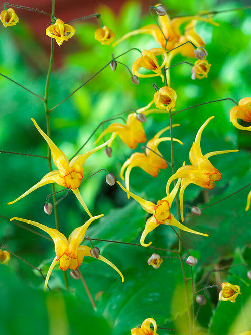 Epimedium Amber Queen Elfenblume kaufen